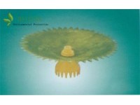 ɢ���ؚ���